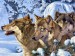 drawing_painting-animals-wallpapers-29