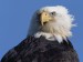 intense-stare--bald-eagle